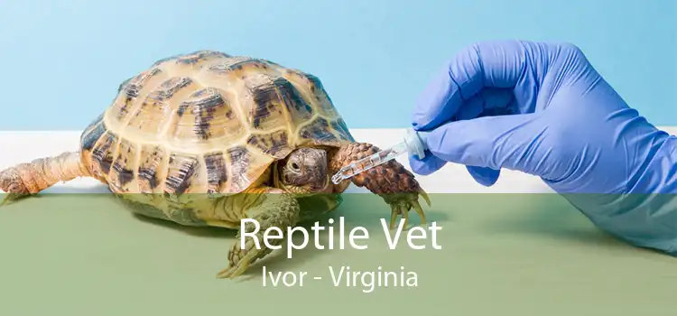 Reptile Vet Ivor - Virginia