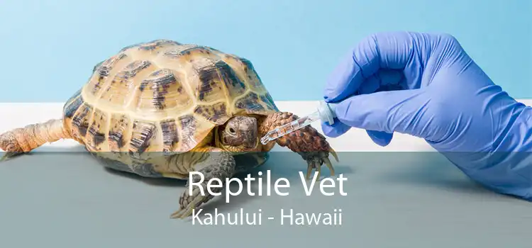 Reptile Vet Kahului - Hawaii