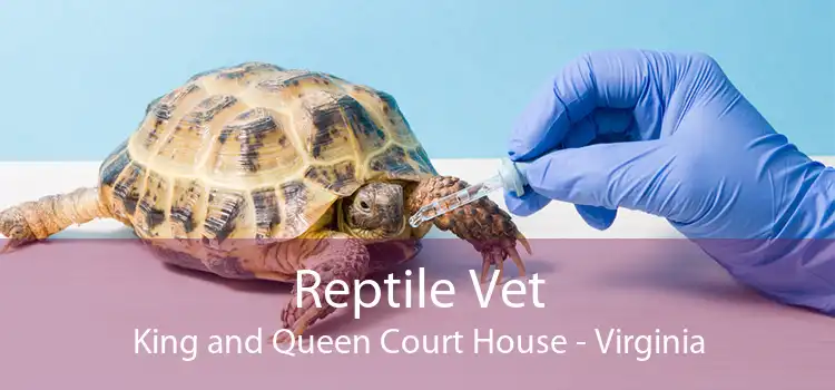 Reptile Vet King and Queen Court House - Virginia
