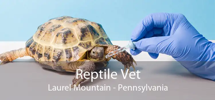 Reptile Vet Laurel Mountain - Pennsylvania