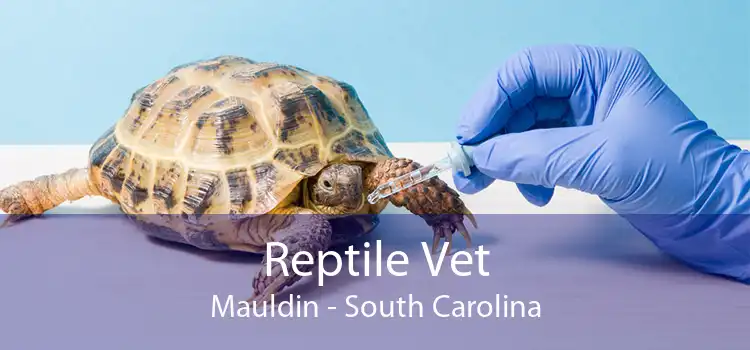 Reptile Vet Mauldin - South Carolina