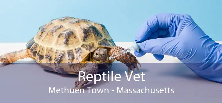 Reptile Vet Methuen Town - Massachusetts