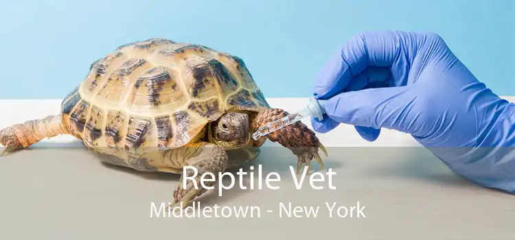 Reptile Vet Middletown - New York