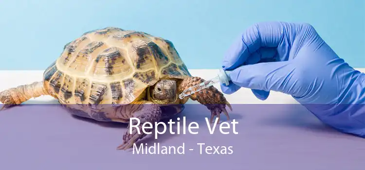 Reptile Vet Midland - Texas