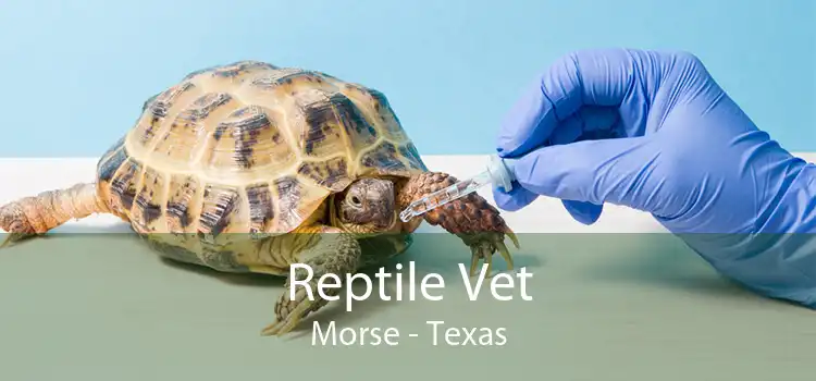 Reptile Vet Morse - Texas