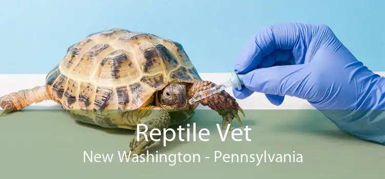 Reptile Vet New Washington - Pennsylvania