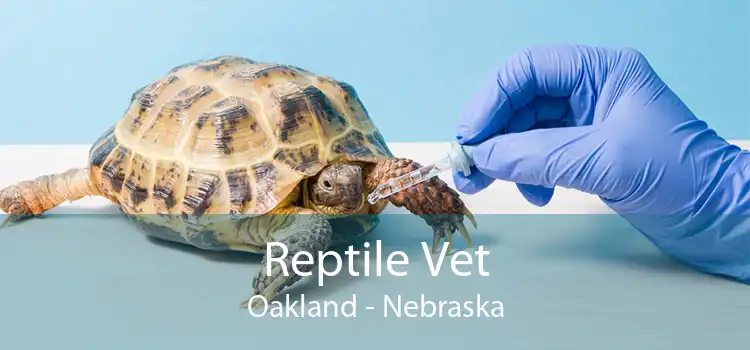 Reptile Vet Oakland - Nebraska
