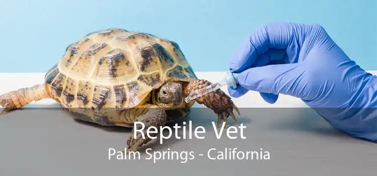 Reptile Vet Palm Springs - California
