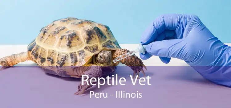 Reptile Vet Peru - Illinois