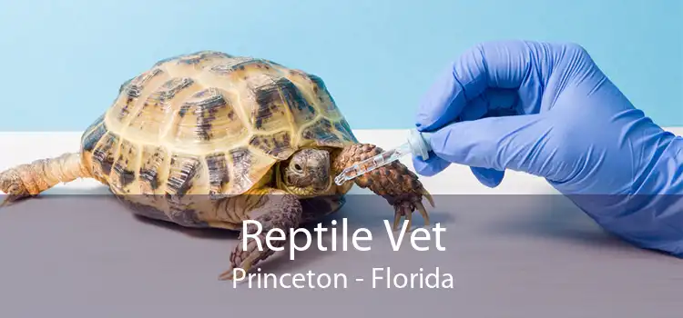 Reptile Vet Princeton - Florida