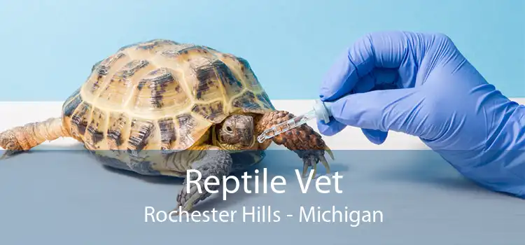 Reptile Vet Rochester Hills - Michigan