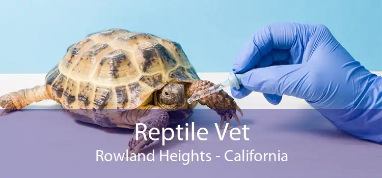 Reptile Vet Rowland Heights - California