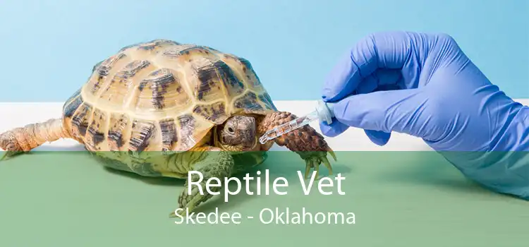 Reptile Vet Skedee - Oklahoma