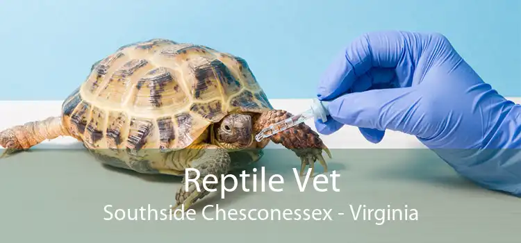 Reptile Vet Southside Chesconessex - Virginia