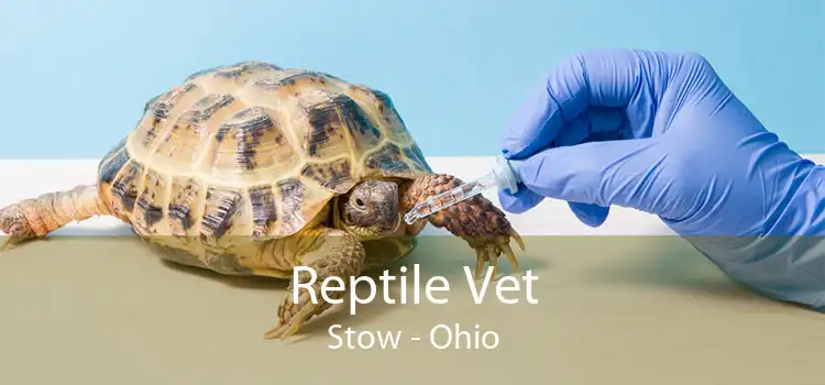 Reptile Vet Stow - Ohio