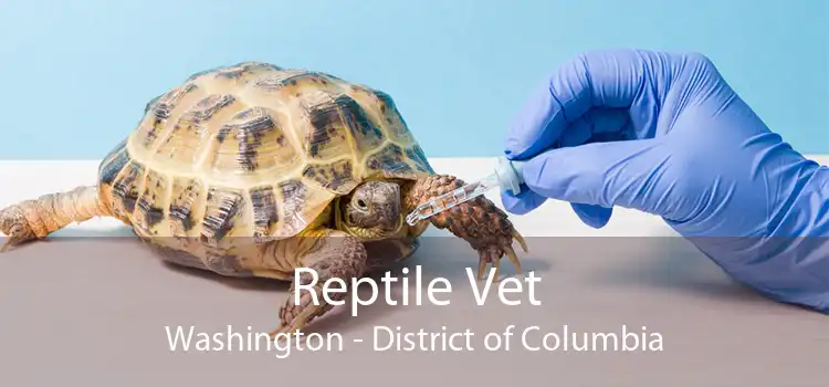 Reptile Vet Washington - District of Columbia