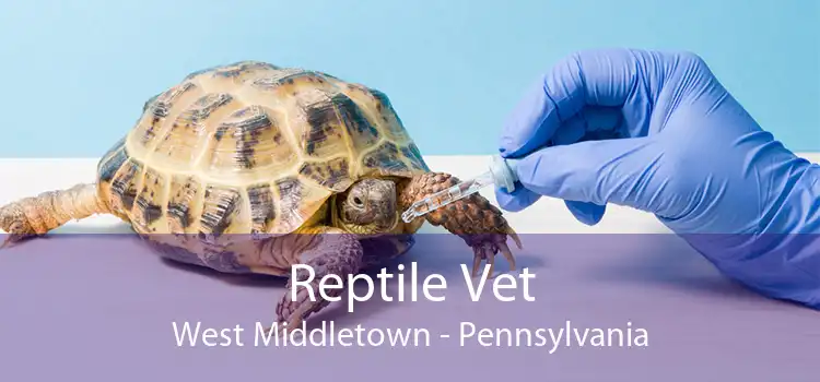 Reptile Vet West Middletown - Pennsylvania