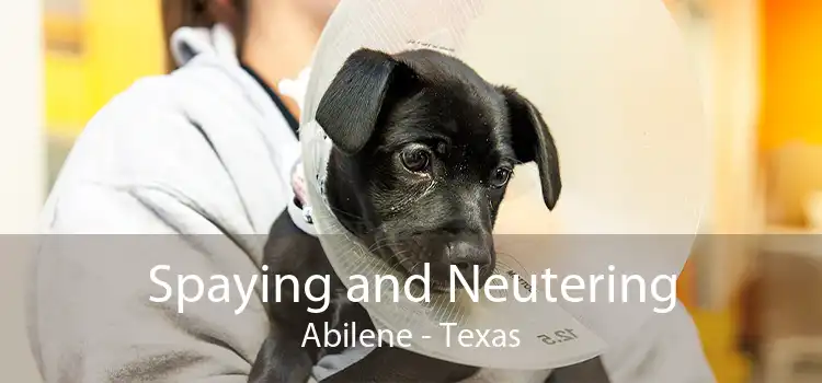 Spaying and Neutering Abilene - Texas