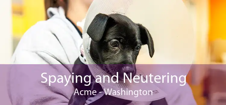 Spaying and Neutering Acme - Washington