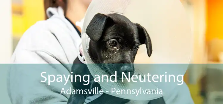 Spaying and Neutering Adamsville - Pennsylvania