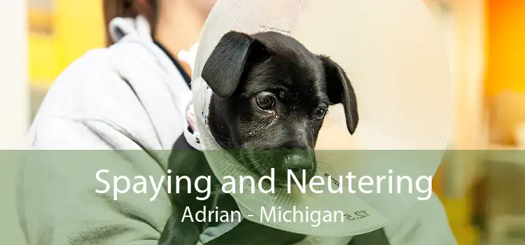 Spaying and Neutering Adrian - Michigan