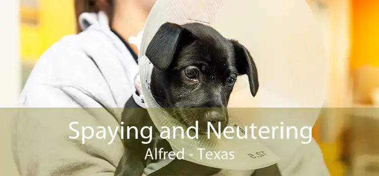 Spaying and Neutering Alfred - Texas