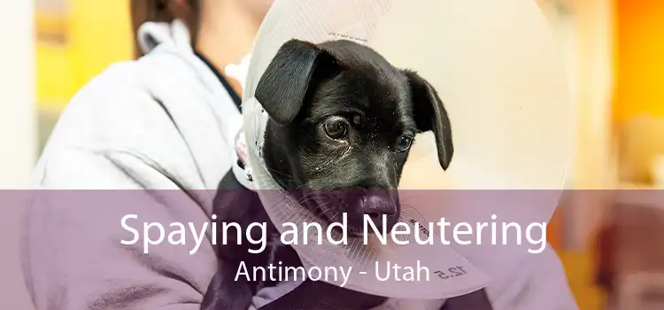 Spaying and Neutering Antimony - Utah