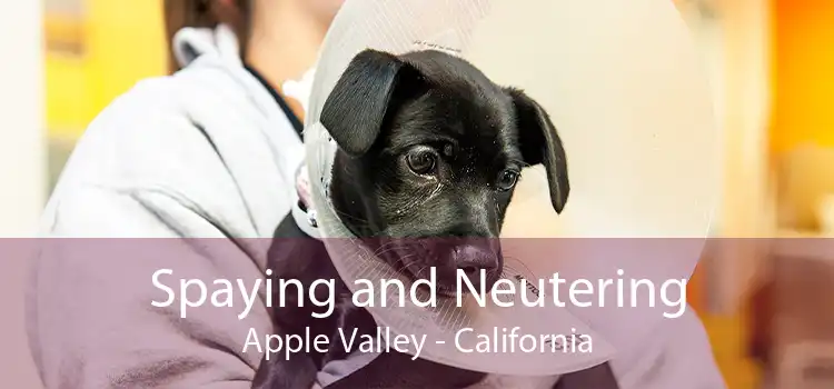 Spaying and Neutering Apple Valley - California