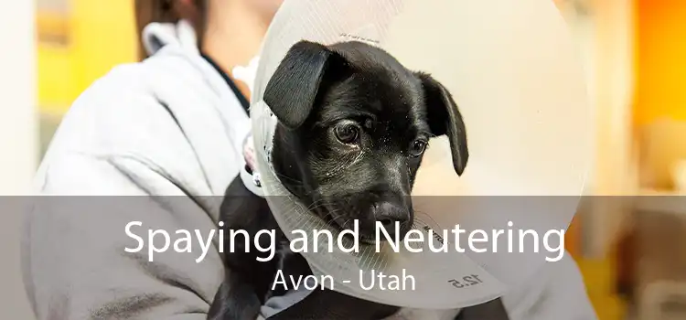 Spaying and Neutering Avon - Utah