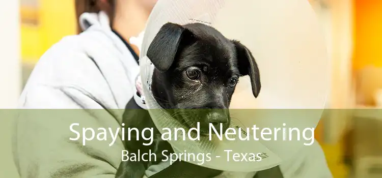 Spaying and Neutering Balch Springs - Texas