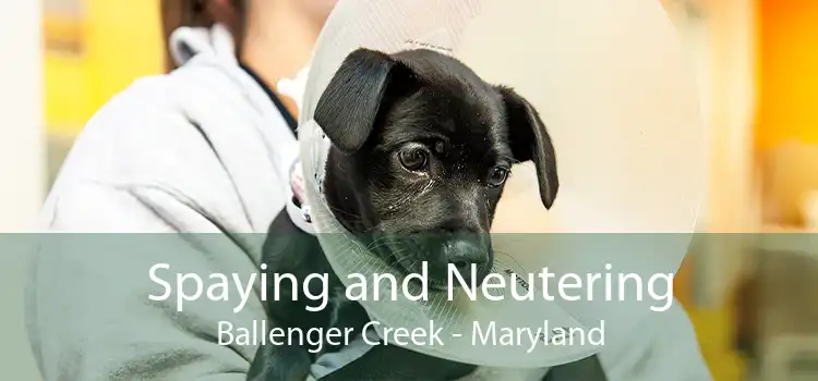 Spaying and Neutering Ballenger Creek - Maryland