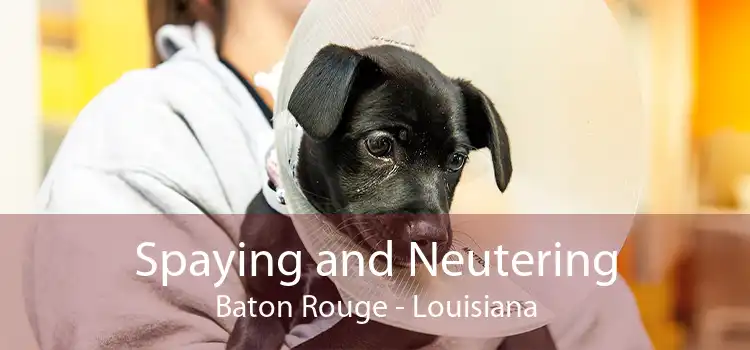 Spaying and Neutering Baton Rouge - Louisiana