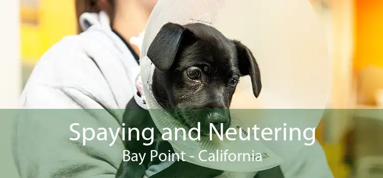 Spaying and Neutering Bay Point - California