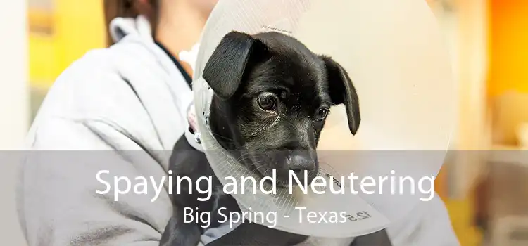 Spaying and Neutering Big Spring - Texas