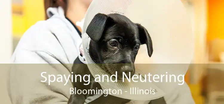 Spaying and Neutering Bloomington - Illinois