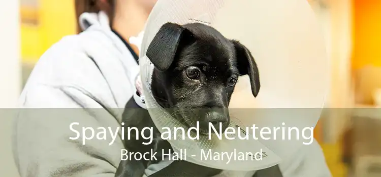 Spaying and Neutering Brock Hall - Maryland