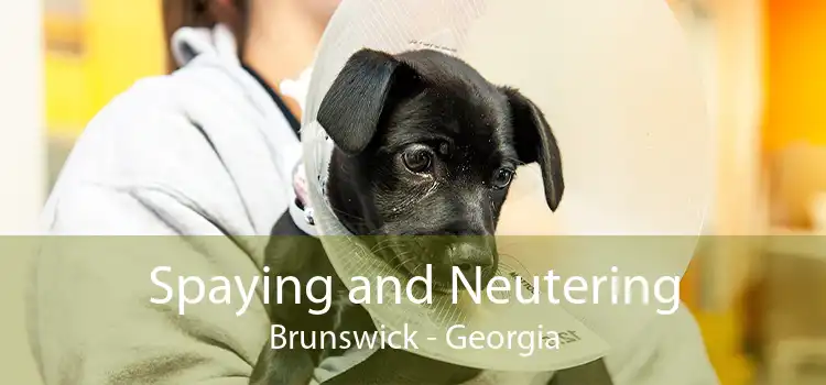 Spaying and Neutering Brunswick - Georgia