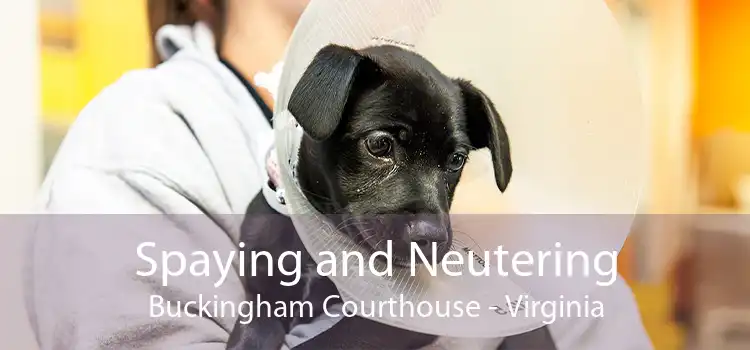 Spaying and Neutering Buckingham Courthouse - Virginia