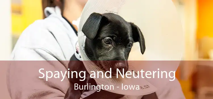 Spaying and Neutering Burlington - Iowa