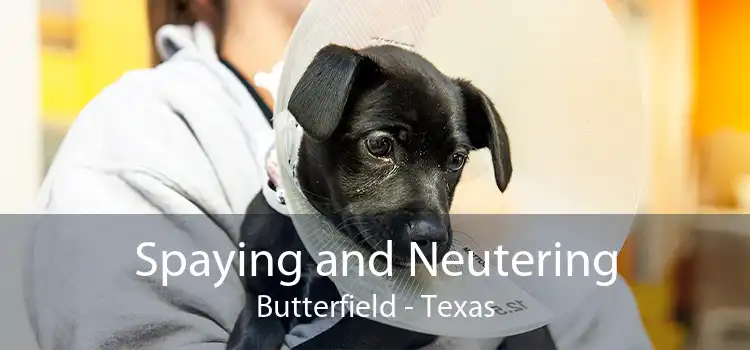 Spaying and Neutering Butterfield - Texas