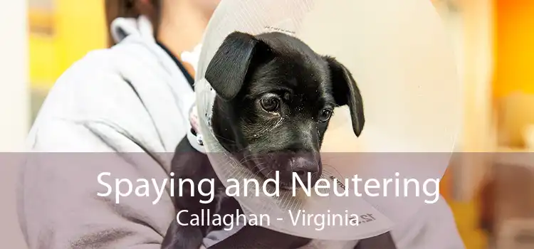 Spaying and Neutering Callaghan - Virginia