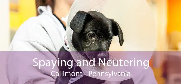 Spaying and Neutering Callimont - Pennsylvania