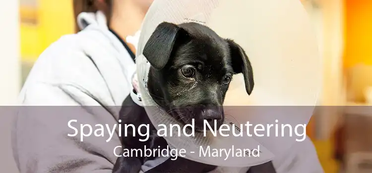 Spaying and Neutering Cambridge - Maryland