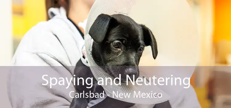 Spaying and Neutering Carlsbad - New Mexico