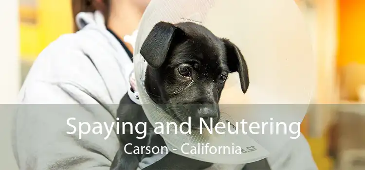 Spaying and Neutering Carson - California