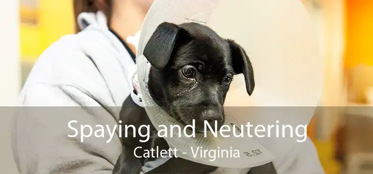 Spaying and Neutering Catlett - Virginia
