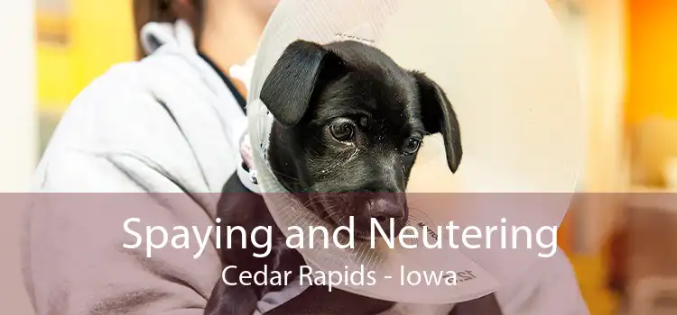 Spaying and Neutering Cedar Rapids - Iowa