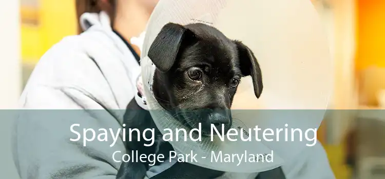 Spaying and Neutering College Park - Maryland