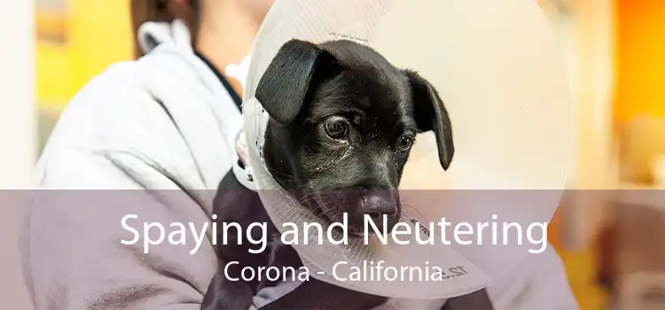 Spaying and Neutering Corona - California