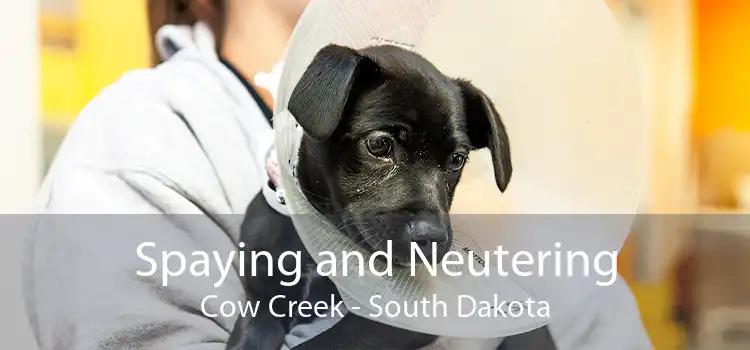Spaying and Neutering Cow Creek - South Dakota